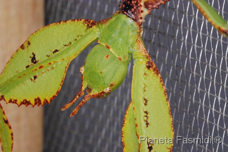 Phyllium giganteum 03.JPG